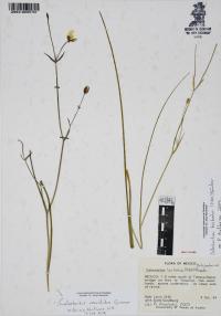 Calochortus venustulus image